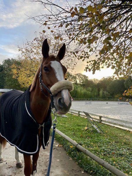 Ecurie de la Croix Saint Antoine - photo 2