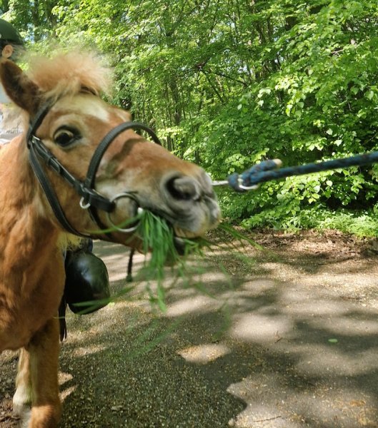 Club Hippique l'Orée de la forêt - photo 2