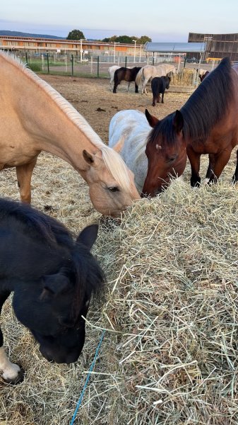 Centre équestre du Plessis Bouchard