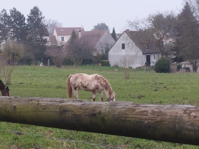 PORGY EQUITATION - photo 2