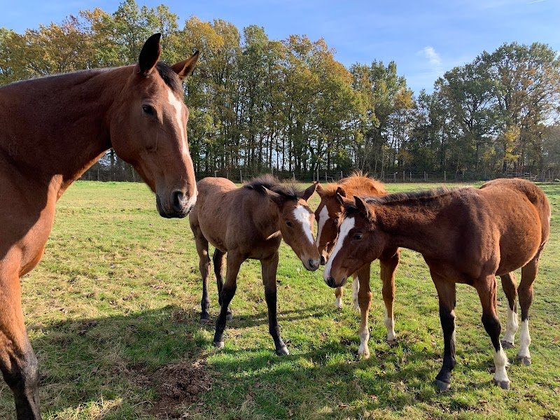 Écurie du Mont Rouge - photo 3