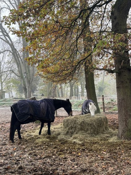Haras de la SUEF - photo 1