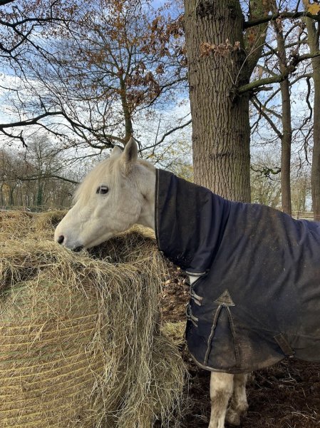 Haras de la SUEF - photo 2