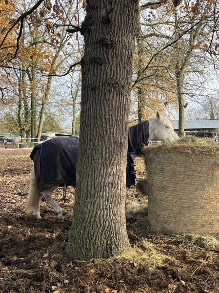 Haras de la SUEF - photo 3