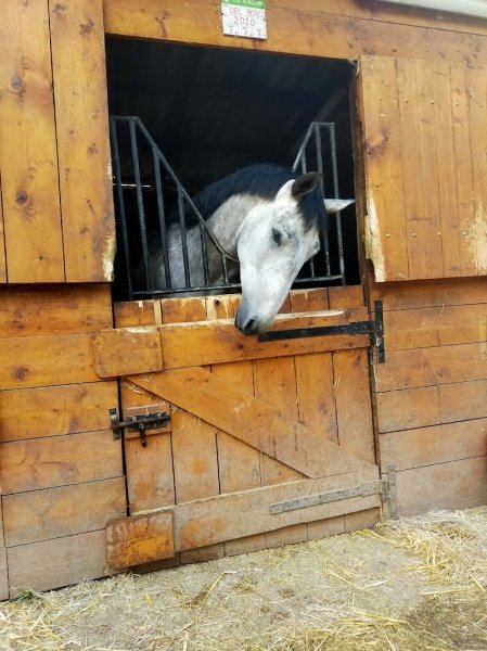 Centre Equestre Le Galop Sannois - photo 3