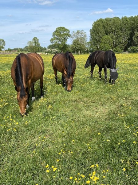 Ecurie de l'Omel - photo 3