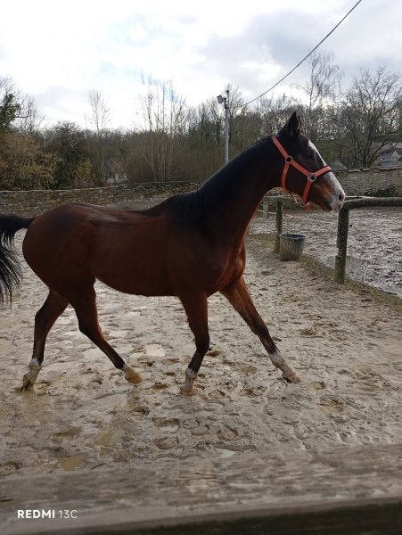 Les écuries de la viosne - photo 1