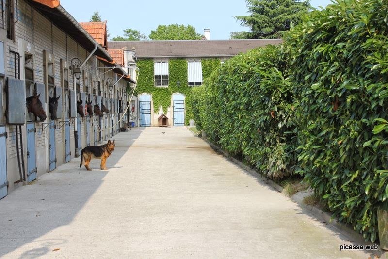 Ecurie Les Petits Chevaux Maisons-Laffitte - photo 1