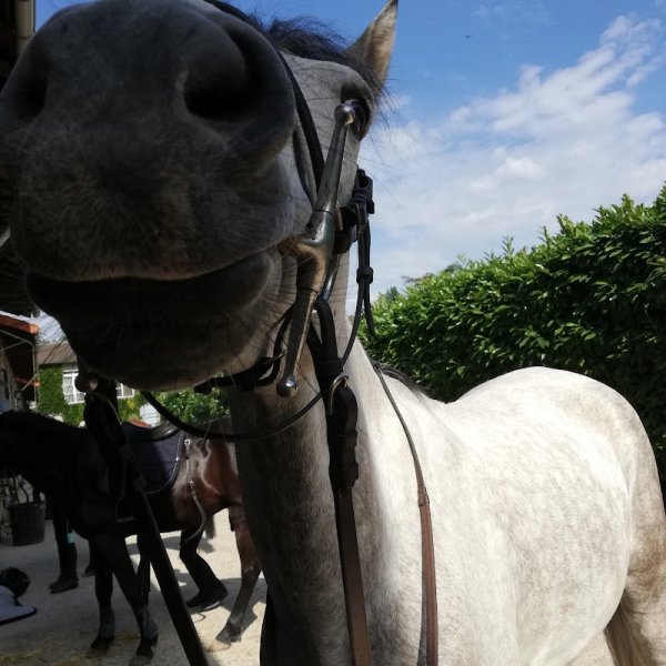 Ecurie Les Petits Chevaux Maisons-Laffitte - photo 2