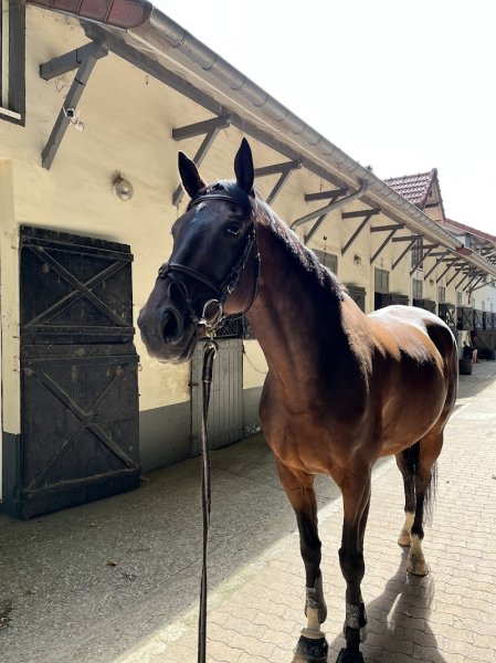 Ecurie Eglé - photo 2