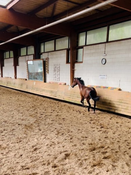 Écuries ID Sport • Élevage du Talion - photo 1