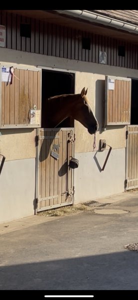 Écuries ID Sport • Élevage du Talion - photo 2