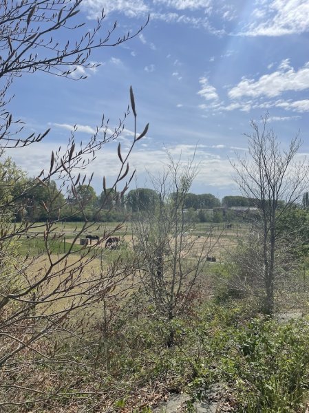 Écurie Pauline Bazin - photo 2