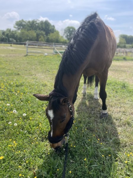 Écurie Pauline Bazin - photo 3