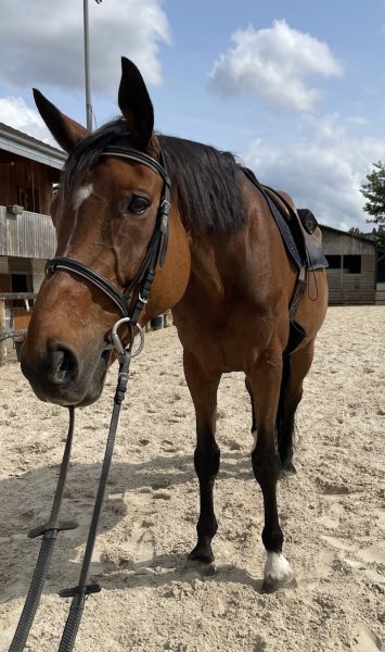 Centre Hippique de Maisons Laffitte - photo 2