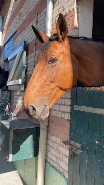 Écurie Napoléon - photo 3