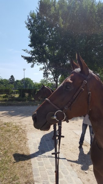 Ecurie Francis Alloncle - photo 2