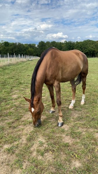 ACBM -Association des Cavaliers du Beau Mont - photo 3