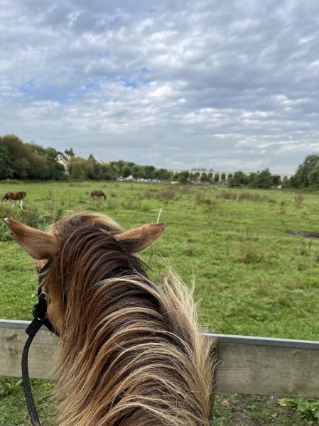 Espace Equestre Henson - Chantilly - photo 2