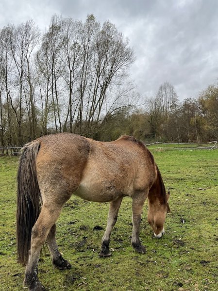 Espace Equestre Henson - Chantilly - photo 3