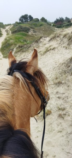 Espace Équestre Henson - Le Touquet - photo 1