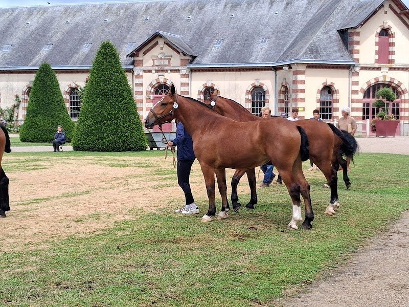 SARL Haras de saint Lô - photo 3