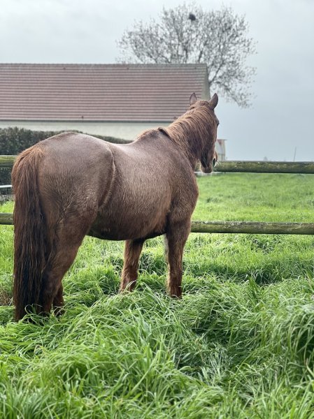 Ecurie alezan - photo 2