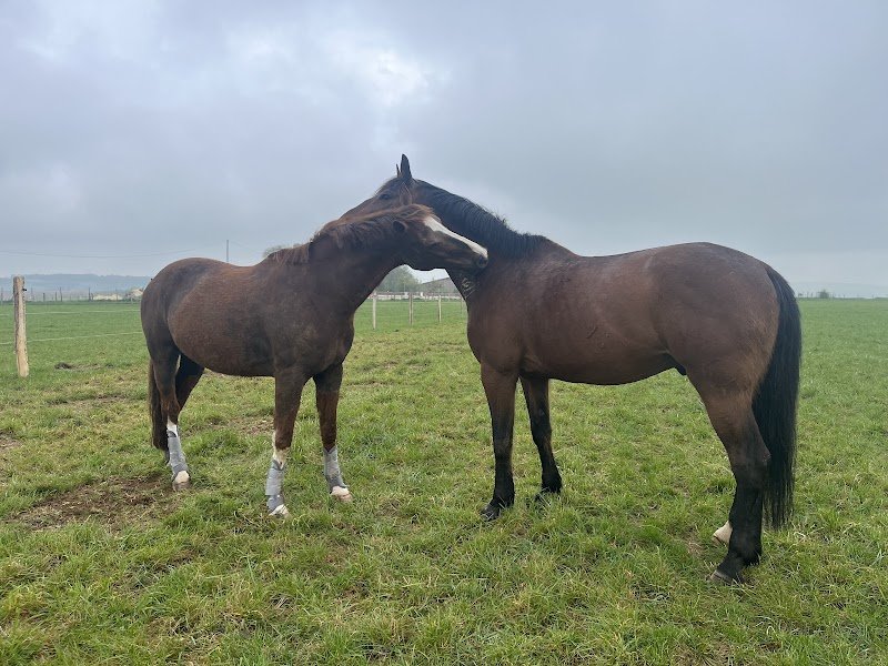 Ecurie Marion TRIER - photo 3