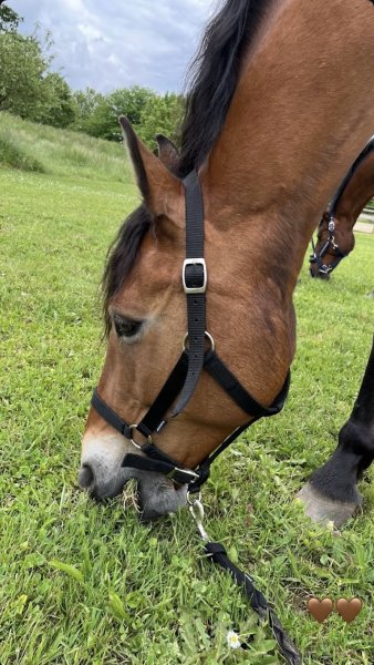 Club Hippique Niortais Association