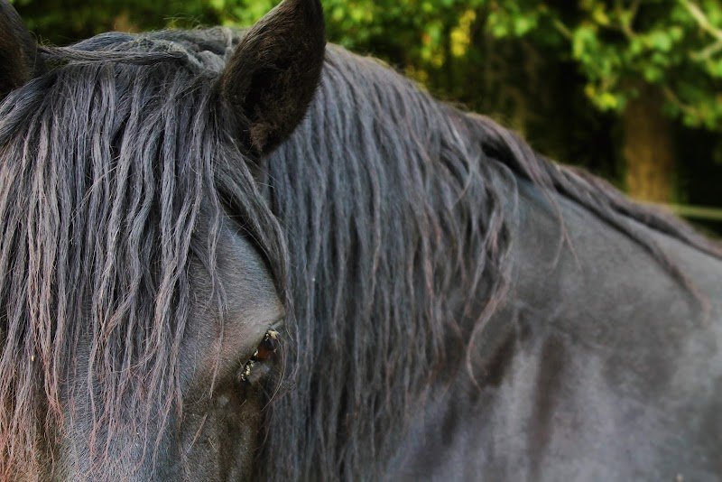 Les Ecuries Indigo/ C.L. Comportementaliste Equin