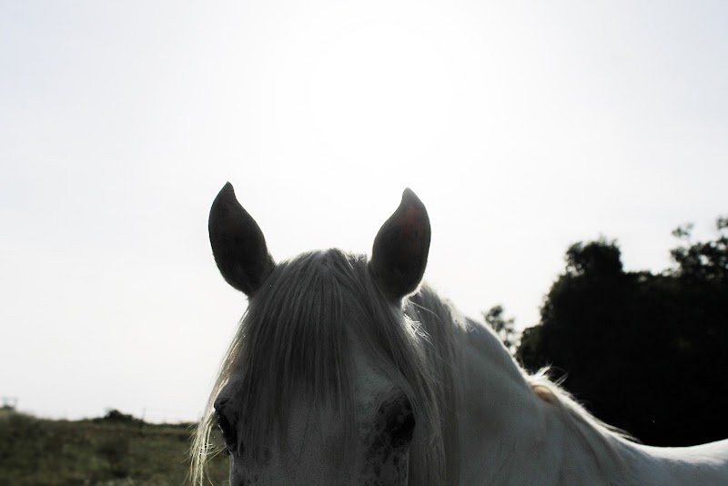 Les Ecuries Indigo/ C.L. Comportementaliste Equin - photo 2