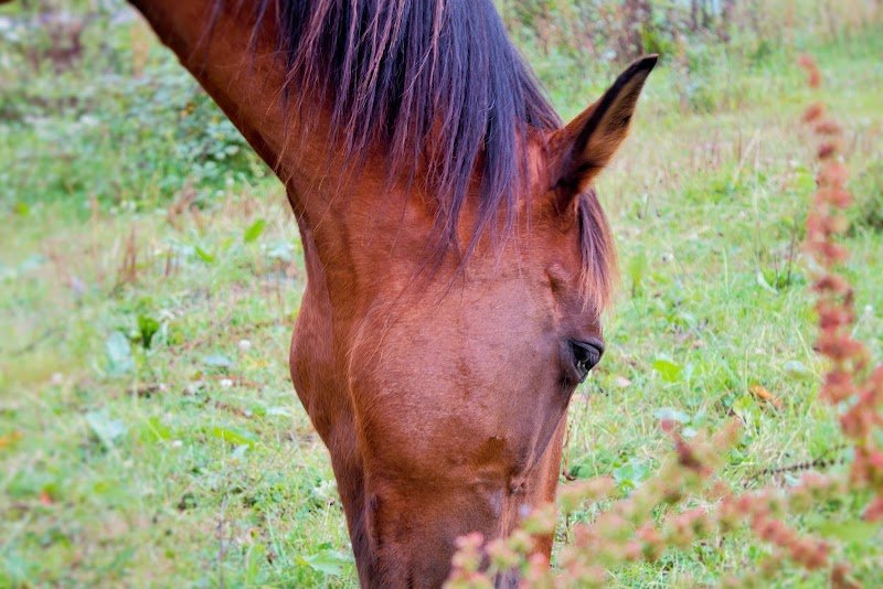 Les Ecuries Indigo/ C.L. Comportementaliste Equin - photo 3