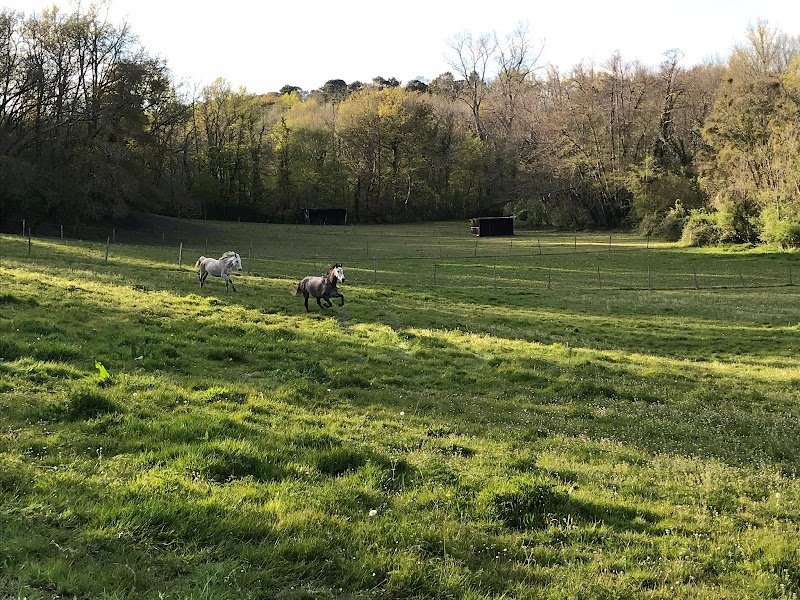 ÉCURIE NOVUM, écurie à Bordeaux dans le département de la Gironde (33) - photo 2
