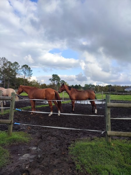 Haras de Piques - photo 3