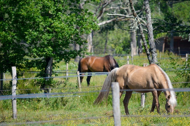 Ecurie de Caillavet - Benjamin GAPENNE - photo 1
