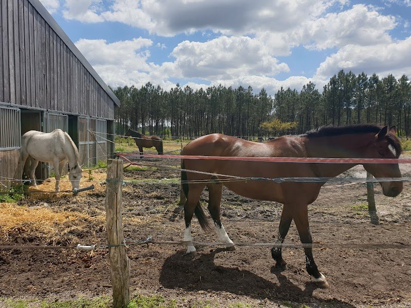 Le PONEY-CLUB : club équestre à Saint-Aubin-de-Médoc. - photo 3