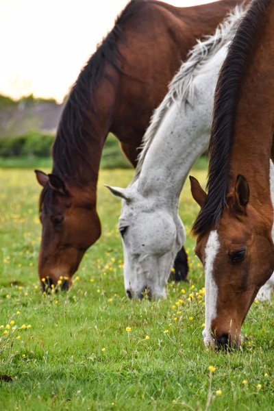 Les écuries du Marin - photo 2
