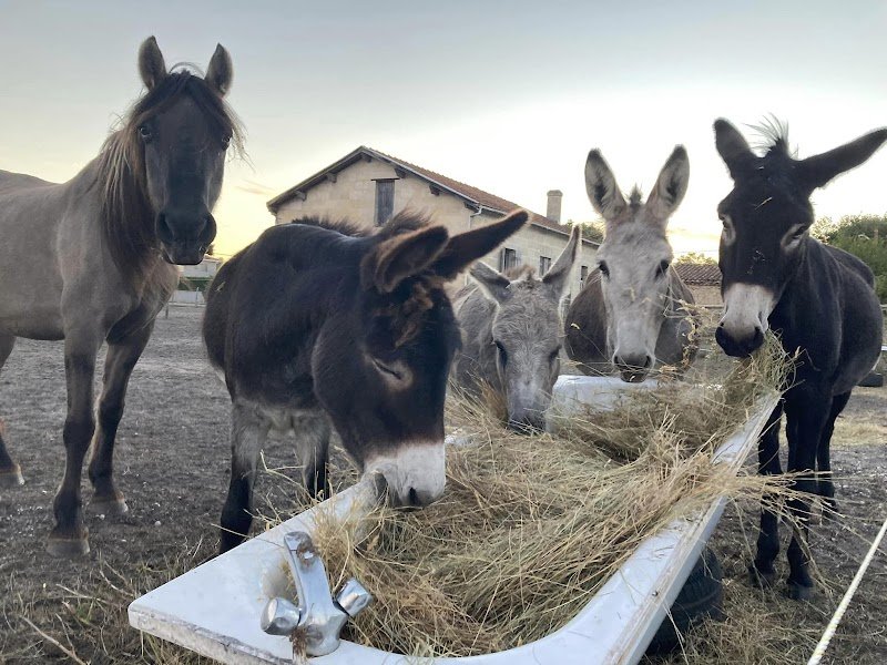 Les écuries du Marin - photo 3