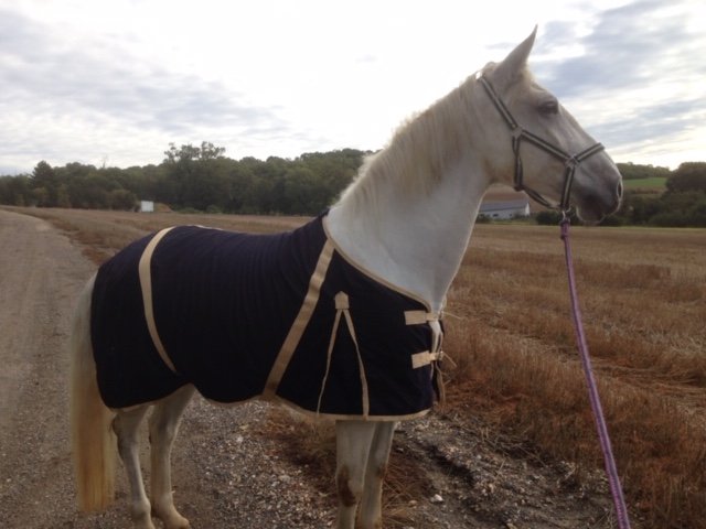 Haras de Boulémont - photo 2