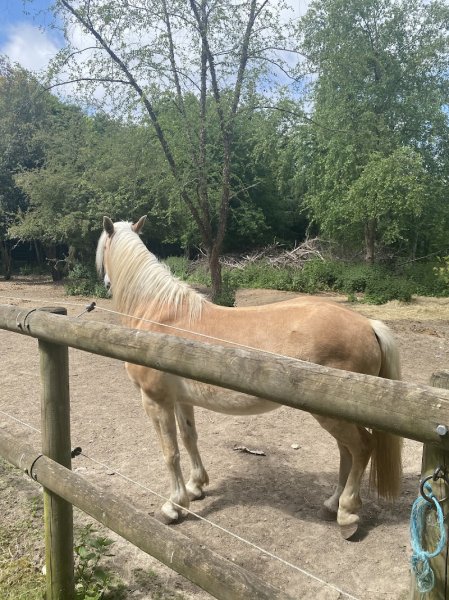 Haras de Boulémont - photo 3