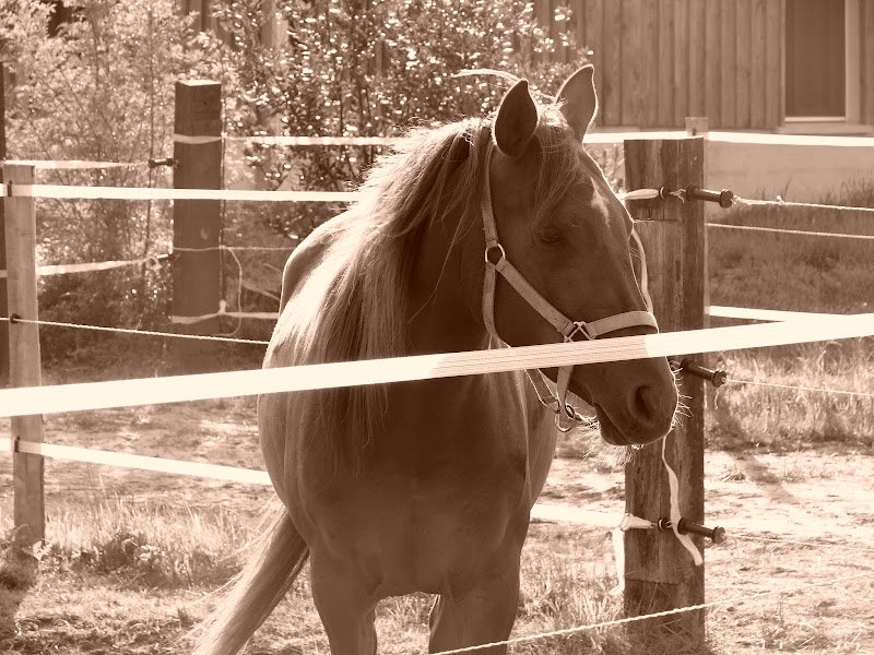 Écurie de la Vigne aux Bois