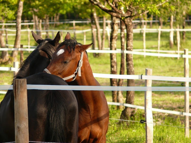Écurie de la Vigne aux Bois - photo 2