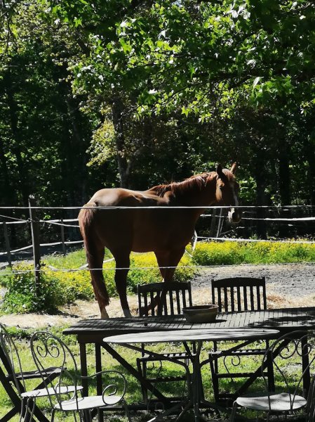 Ecuries De Leogean - photo 3