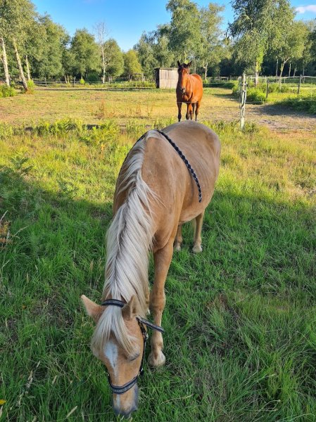 Les Ecuries de Landriole - photo 2