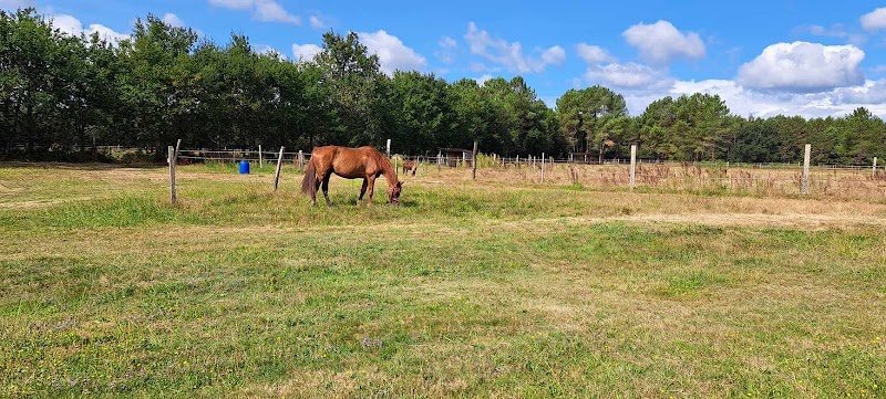 Écurie Astrada – Poney Club & Pension pour chevaux à Sainte-Hélène (Médoc) - photo 2