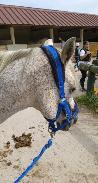 Centre Équestre, Les Alluets Le Roi