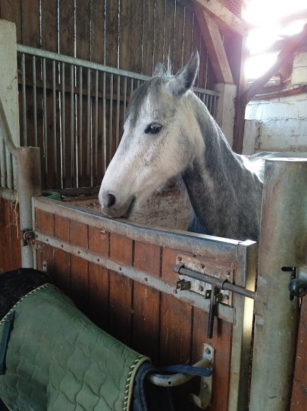 Centre Équestre, Les Alluets Le Roi - photo 3