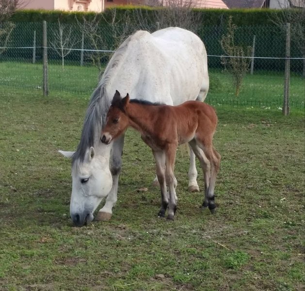 Haras de Pharos - photo 2