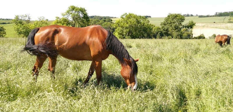 Ecurie du Moulin - photo 3