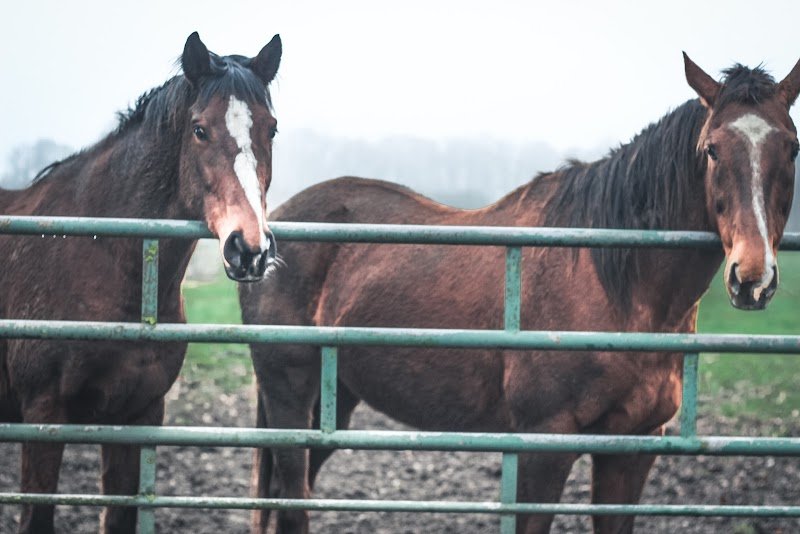 Pension pour Chevaux La Prairie des Rosières